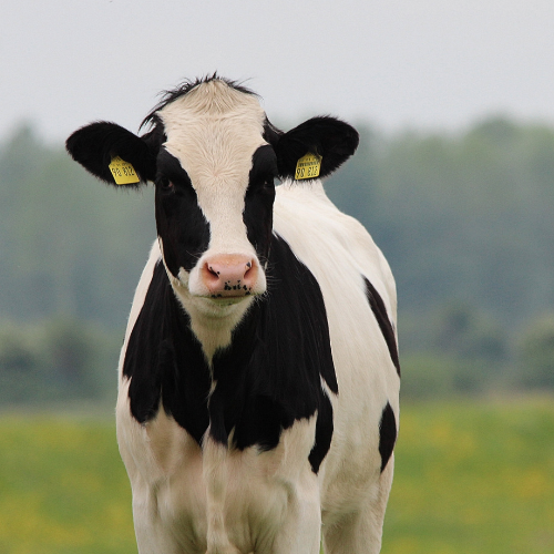 A dairy cow standing in a field