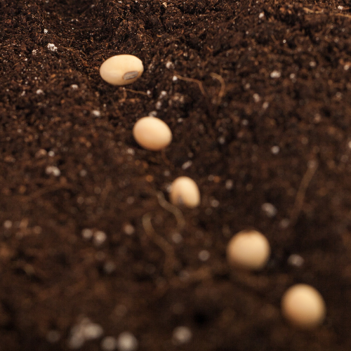 Plants seeds in soil