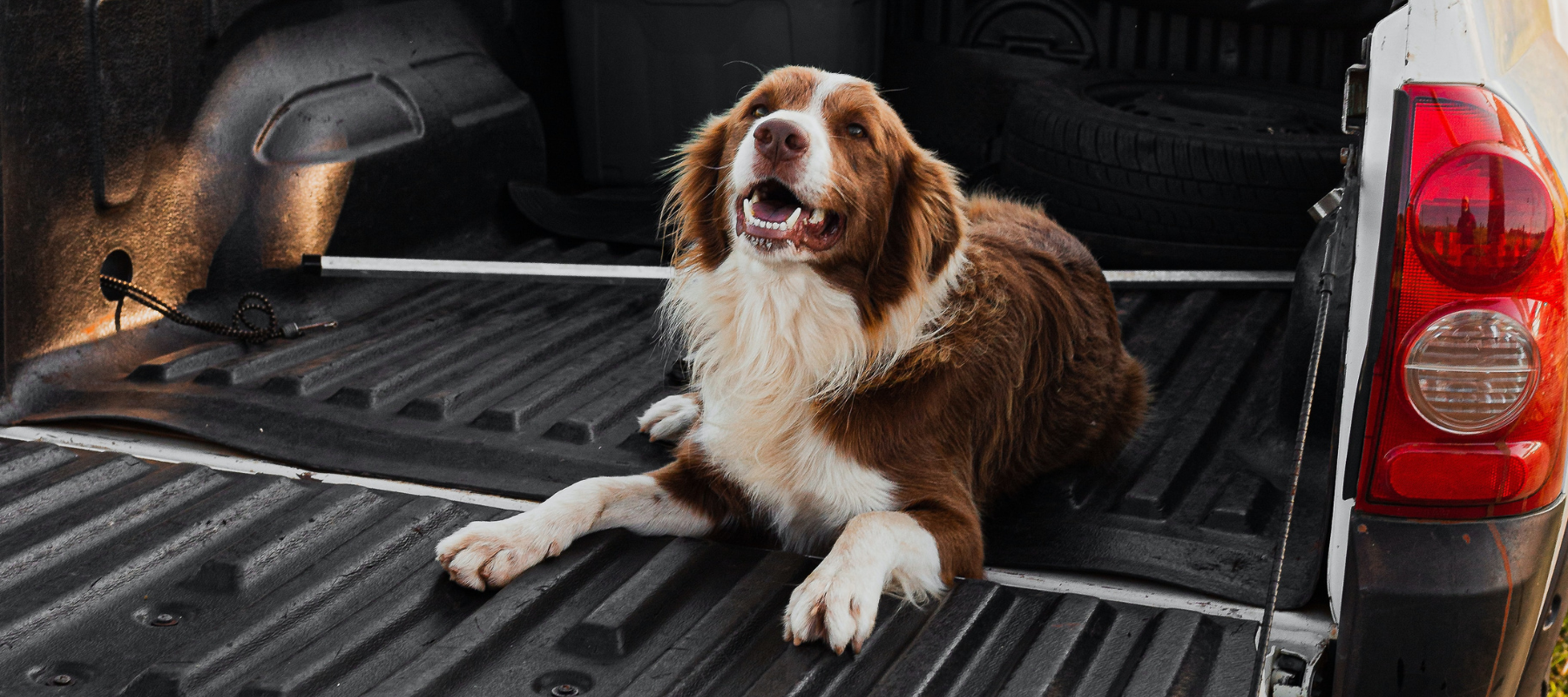 A dog laying down, smiling in the bed of a pickup truck