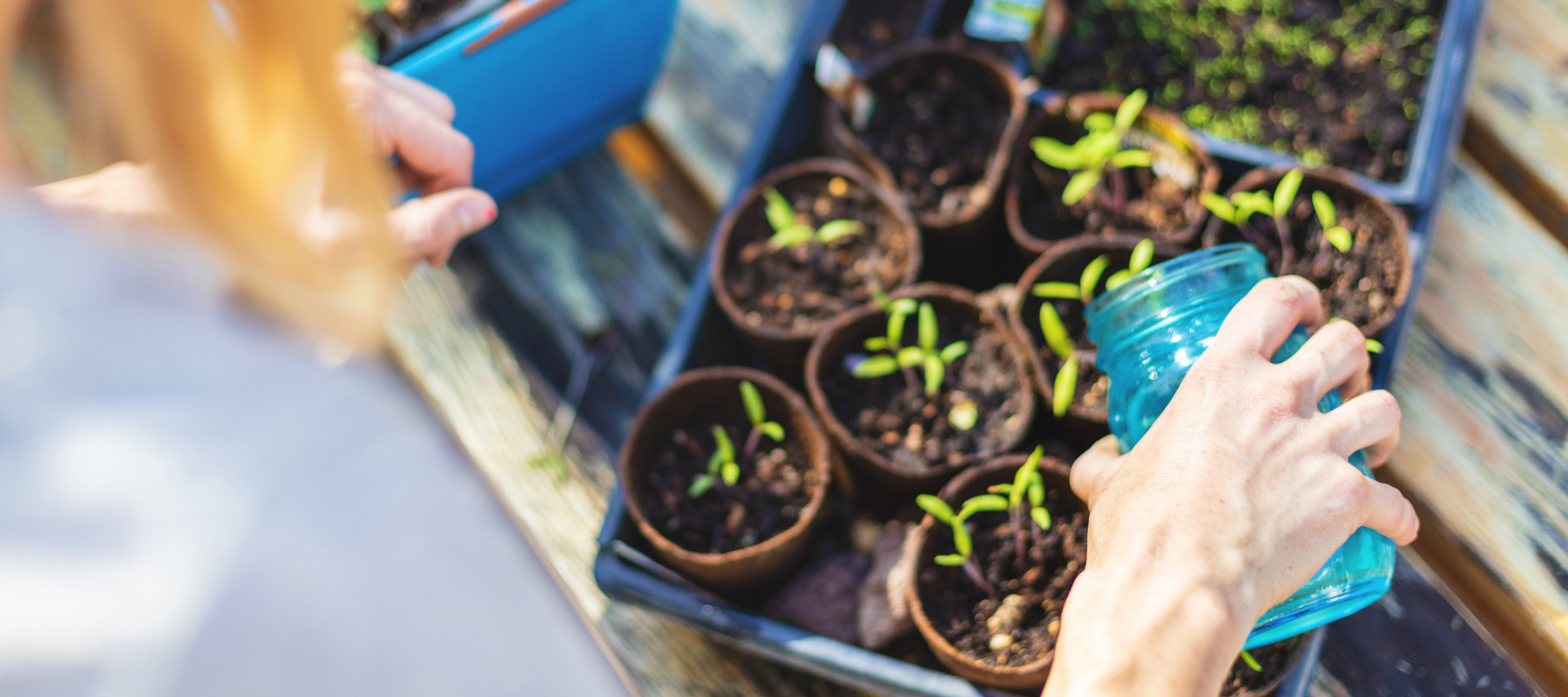 A woman pouring water into a plant starter